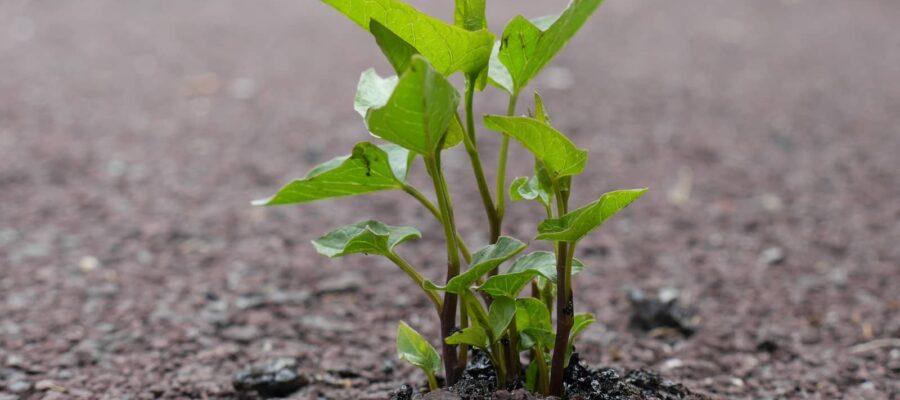 Bindweed plant breaking through asphalt 8