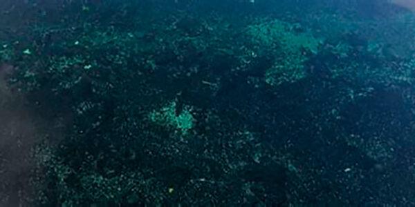 Header - Ariadna Alsina