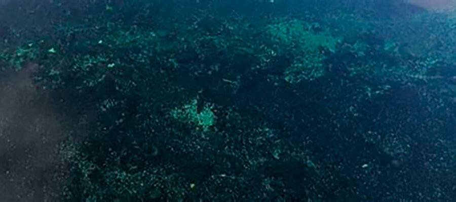 Header - Ariadna Alsina