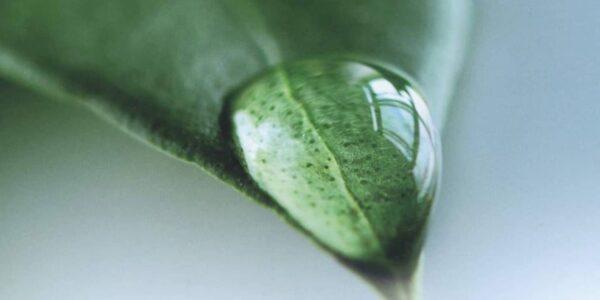 Destacat - Il capitale naturale in italia