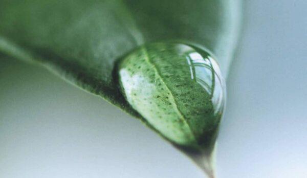 Destacat - Il capitale naturale in italia