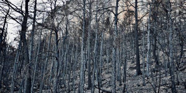 Bosc del Roc de Rombau cremat