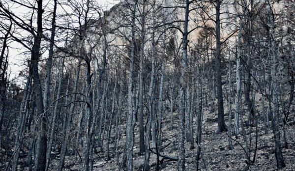 Bosc del Roc de Rombau cremat